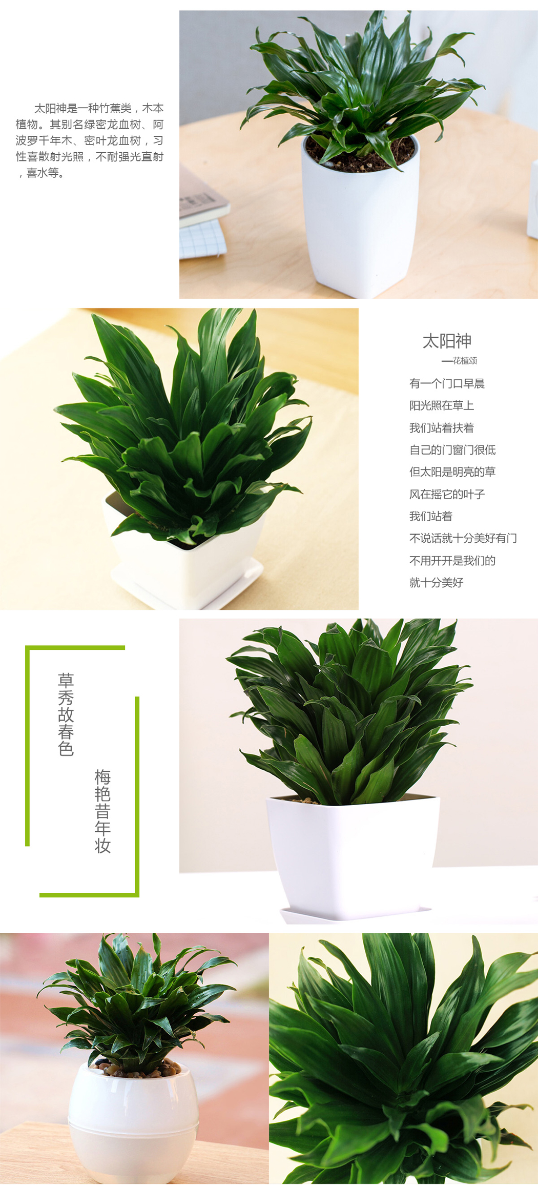 太阳神盆栽花语,好养,耐活,情调;绿植租摆常选盆栽