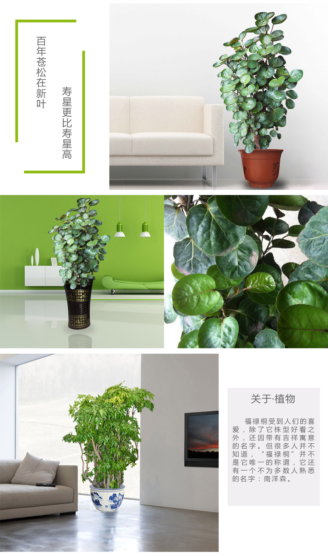 花植颂出品,福禄寿,寿比南山