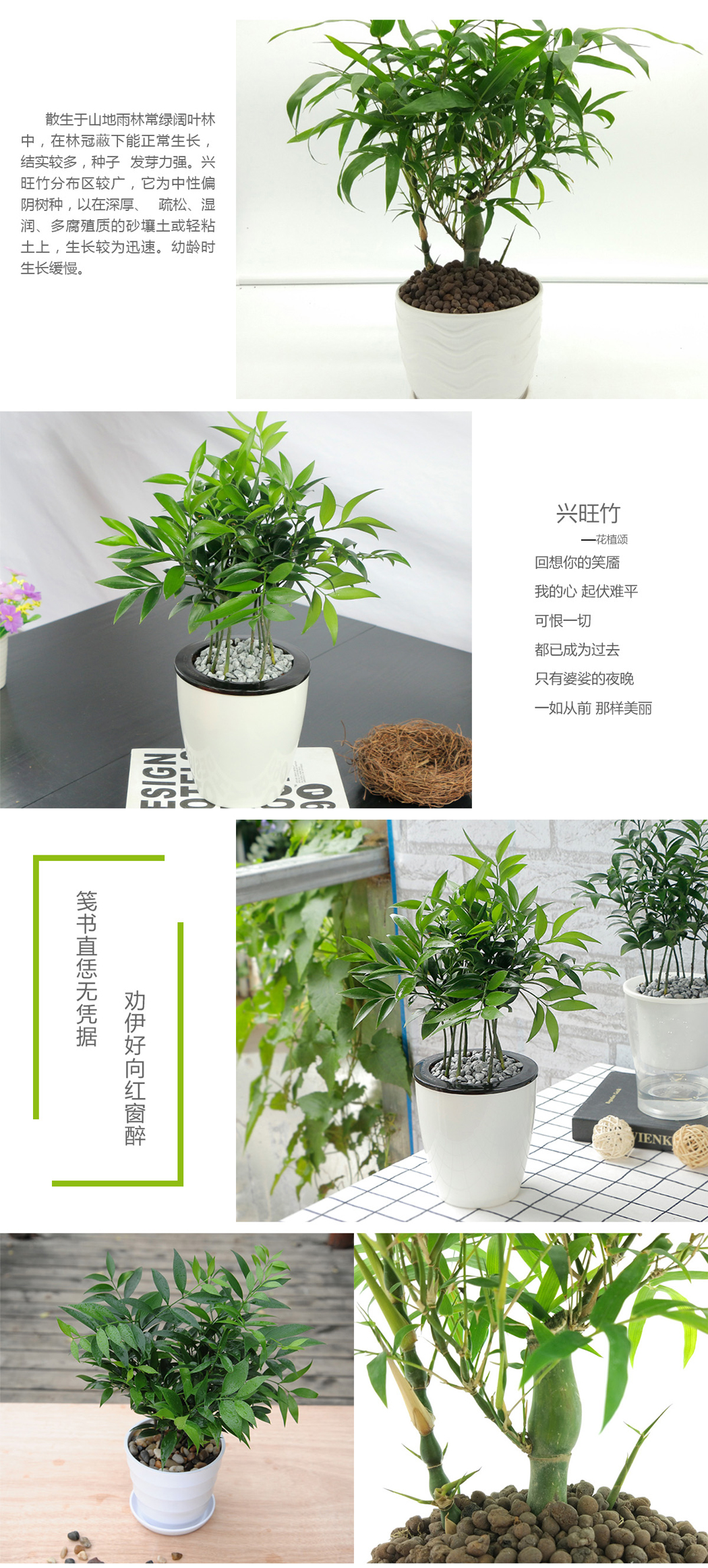 兴旺竹盆栽桌面绿植花植颂出品