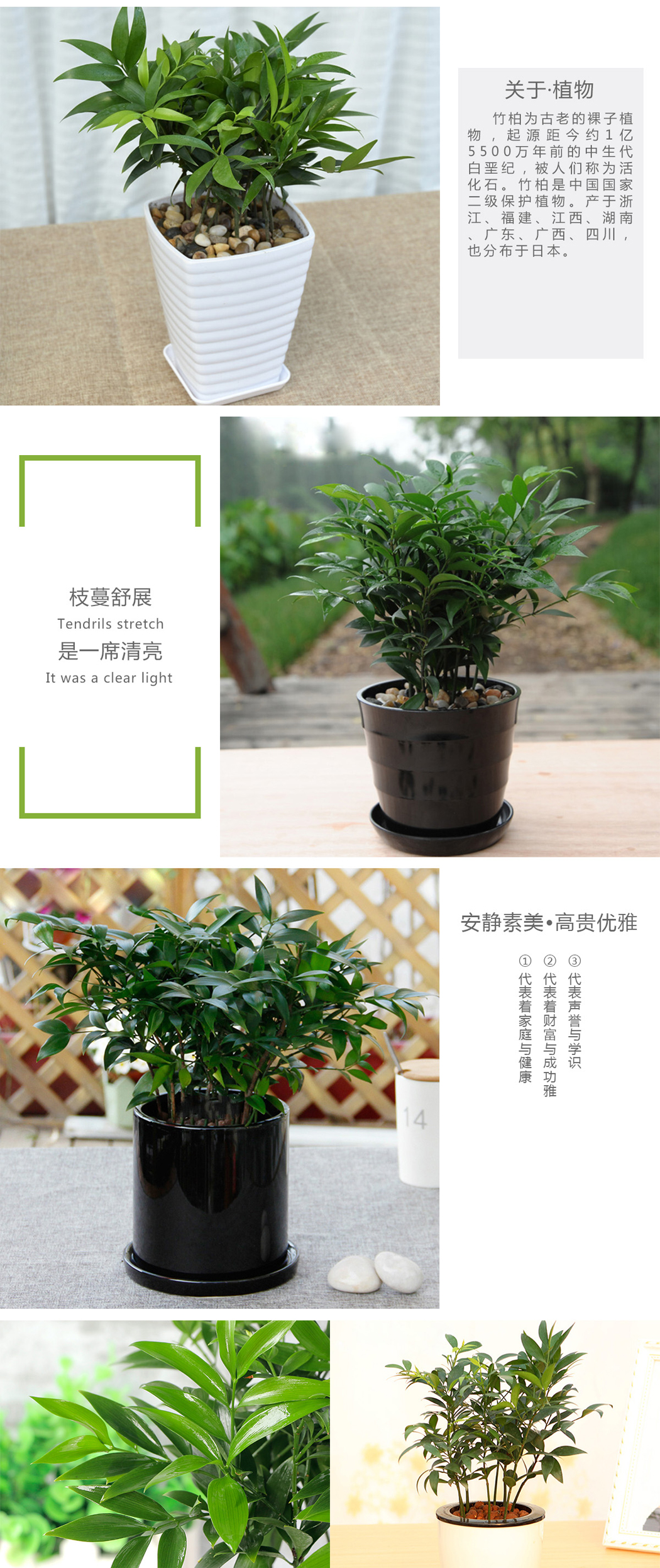 兴旺竹盆栽桌面绿植花植颂出品