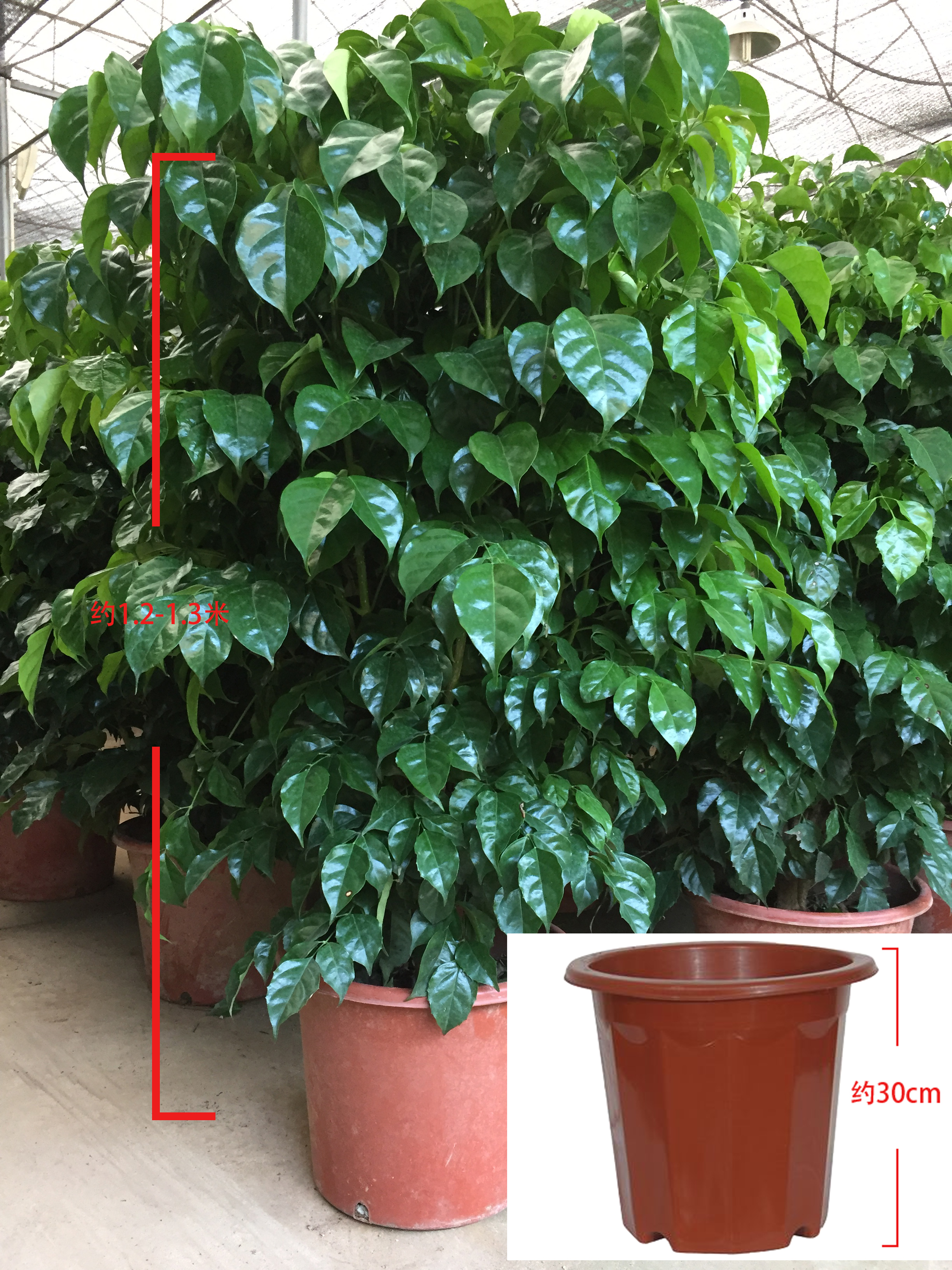 绿宝幸福树_好养的室内绿植盆栽,深圳绿植销售,绿植租摆服务,花植颂