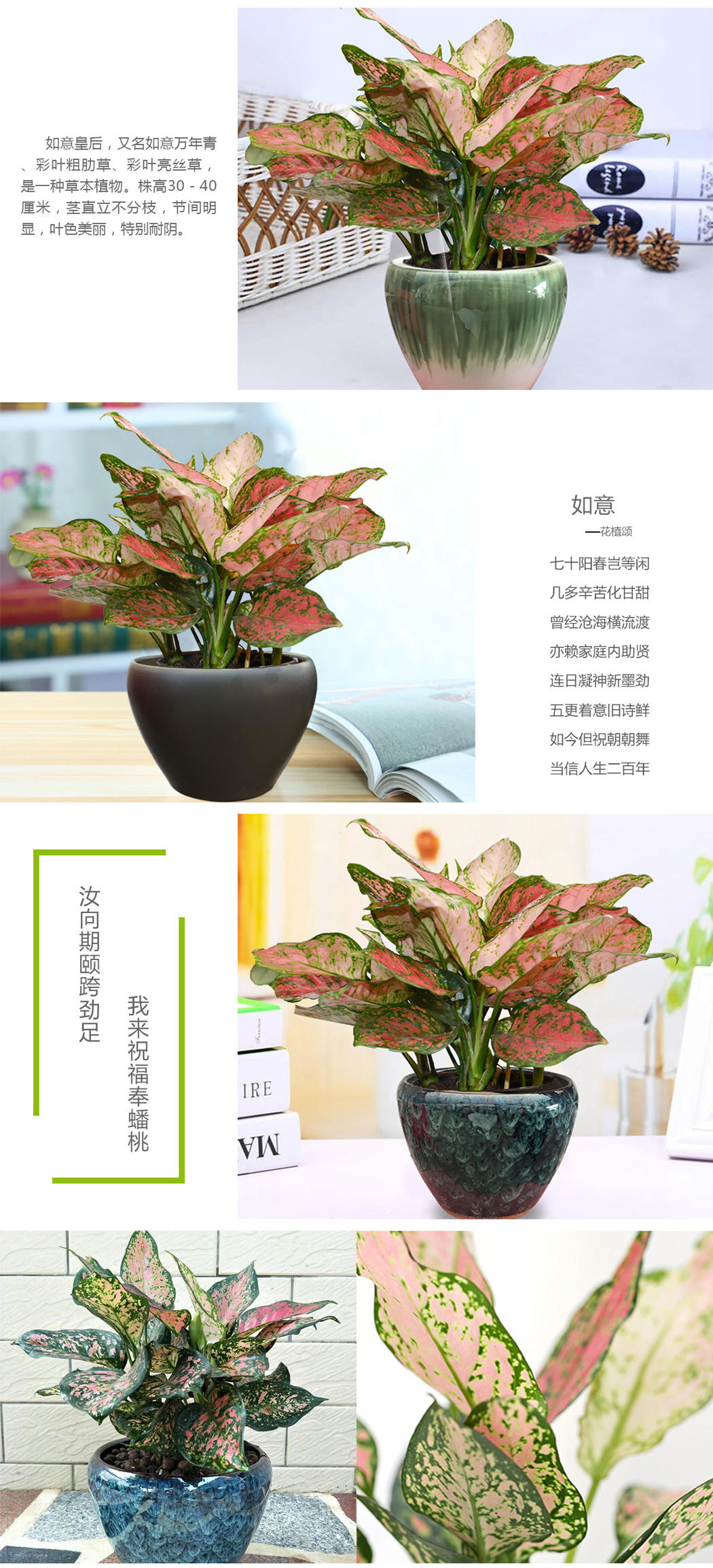 如意盆栽桌面品質綠植花植頌出品